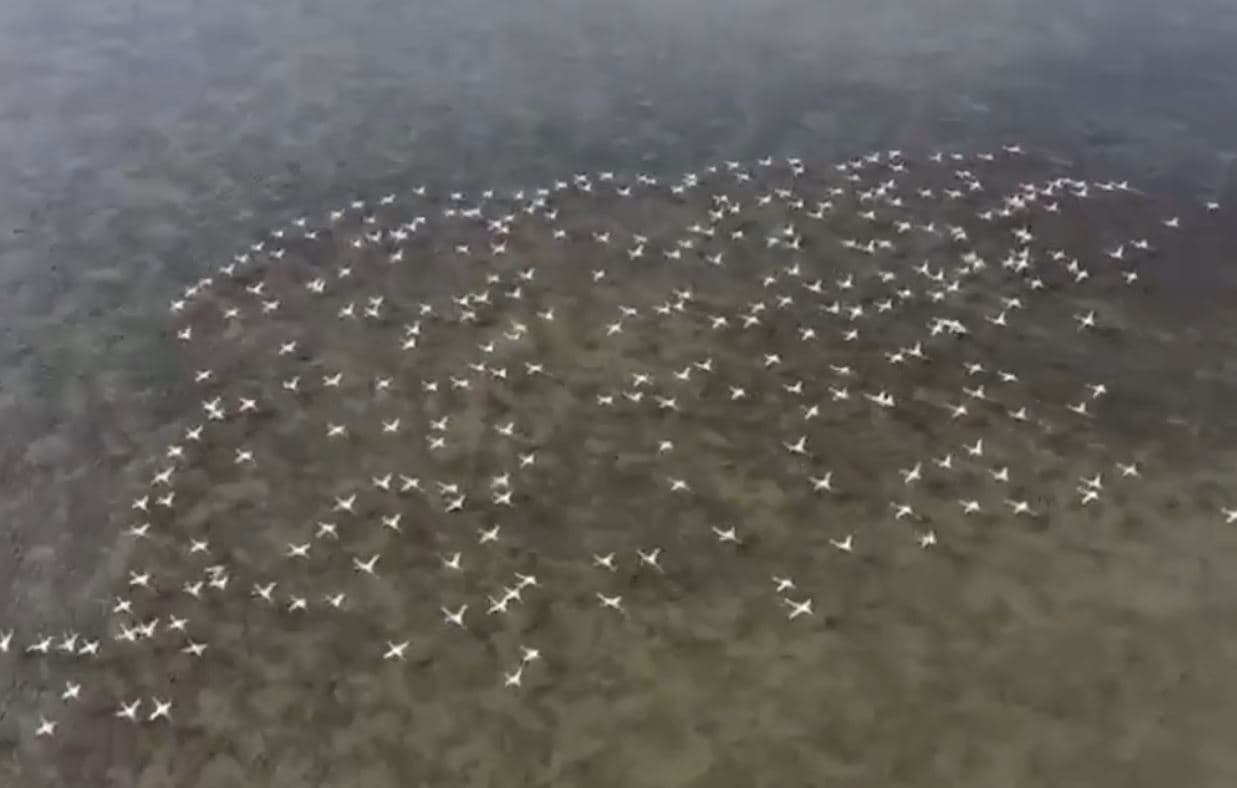 Censi i shpendëve dimërues/ Nisi numërimi në parkun e Divjakës dhe Pogradecit (VIDEO)
