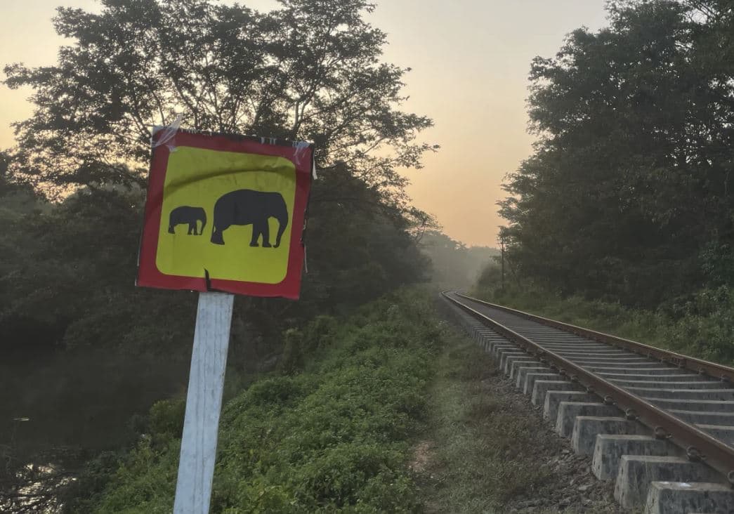 Treni godet tufën me elefantë në Sri Lanka, vriten 6 kafshë