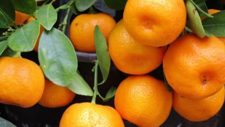 Kroacia i ktheu mbrapsht, 10 tonë mandarinat me pesticide u hodhën në tregun shqiptar/ 3 të arrestuar