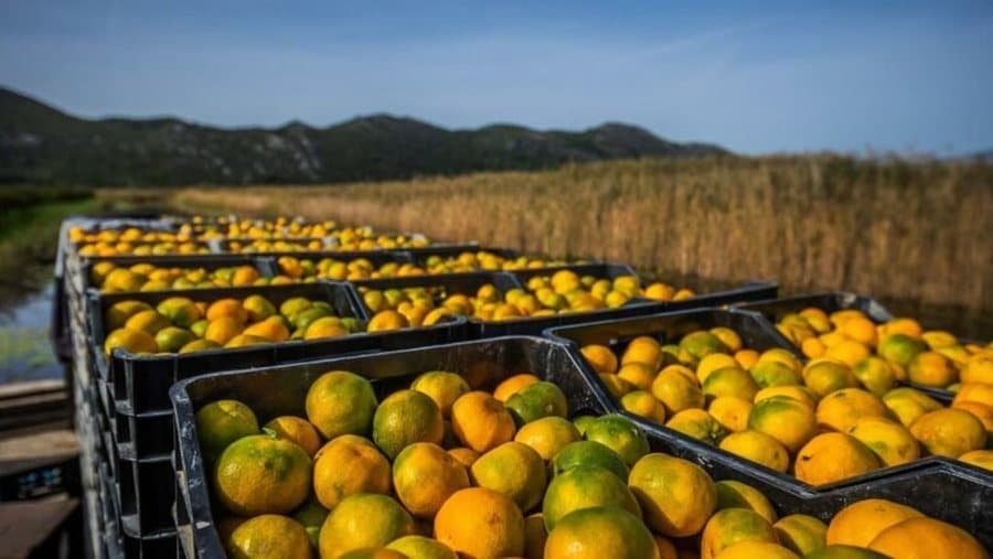 Kroacia ktheu mbrapsht 10 tonë mandarinat me pesticide, lihen në burg 3 të arrestuarit