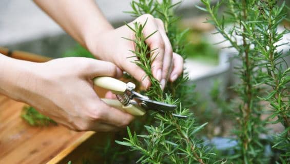Shpresa të mëdha për sëmundjen e Alzheimer nga një përbërës në rozmarinë