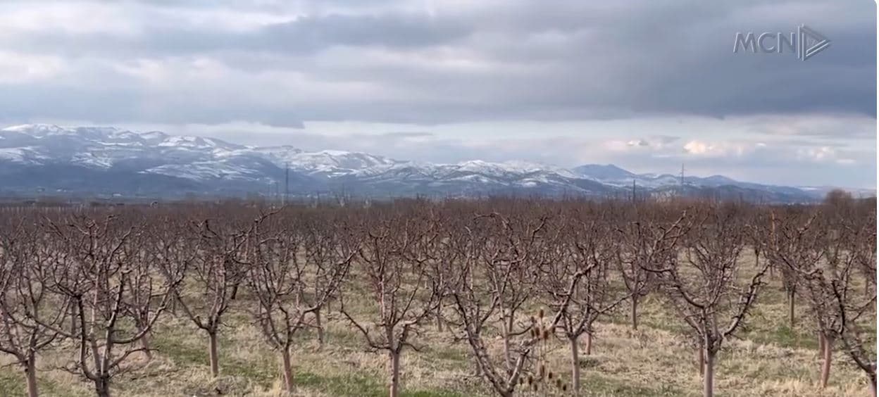 Ngricat dëmtojnë pemët frutore. Rrezikojnë procesin e hershëm të lulëzimit