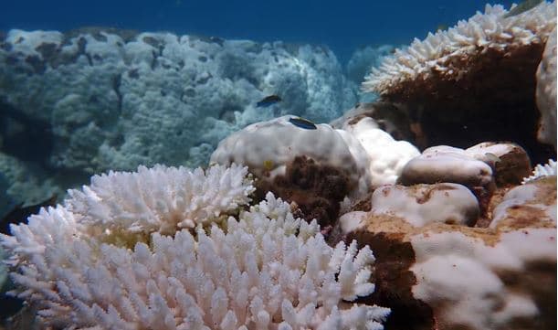 ‘Moment shqetësues’ në Ningaloo dhe Barrierën e Madhe nga zbardhja e koraleve