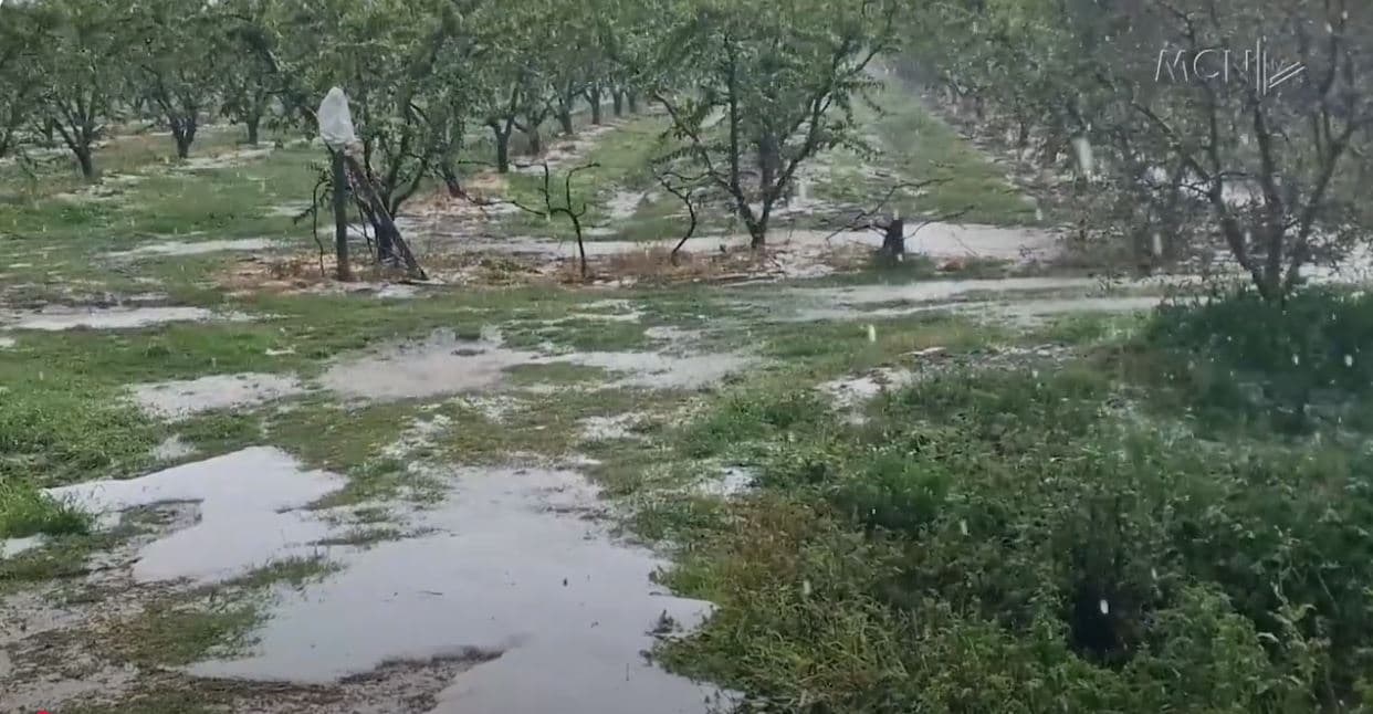 Breshëri shkatërron pemëtarinë. Dëme në sipërfaqet e mbjella me pjeshkë dhe agrume