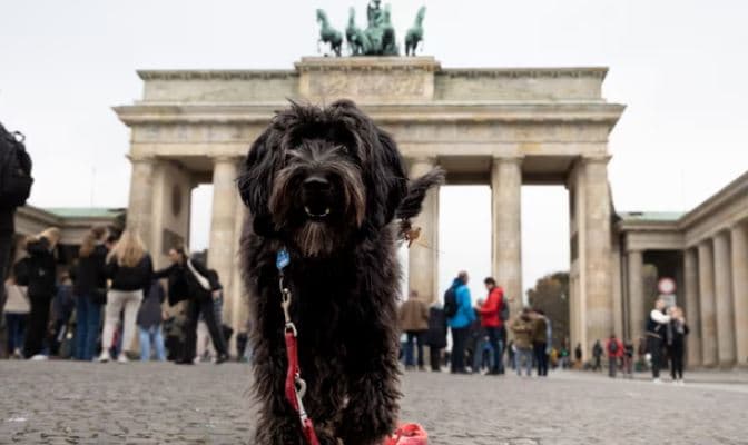 Gjysma e qenve në Berlin të paregjistruar, pronarët bojkotojnë rregullat 