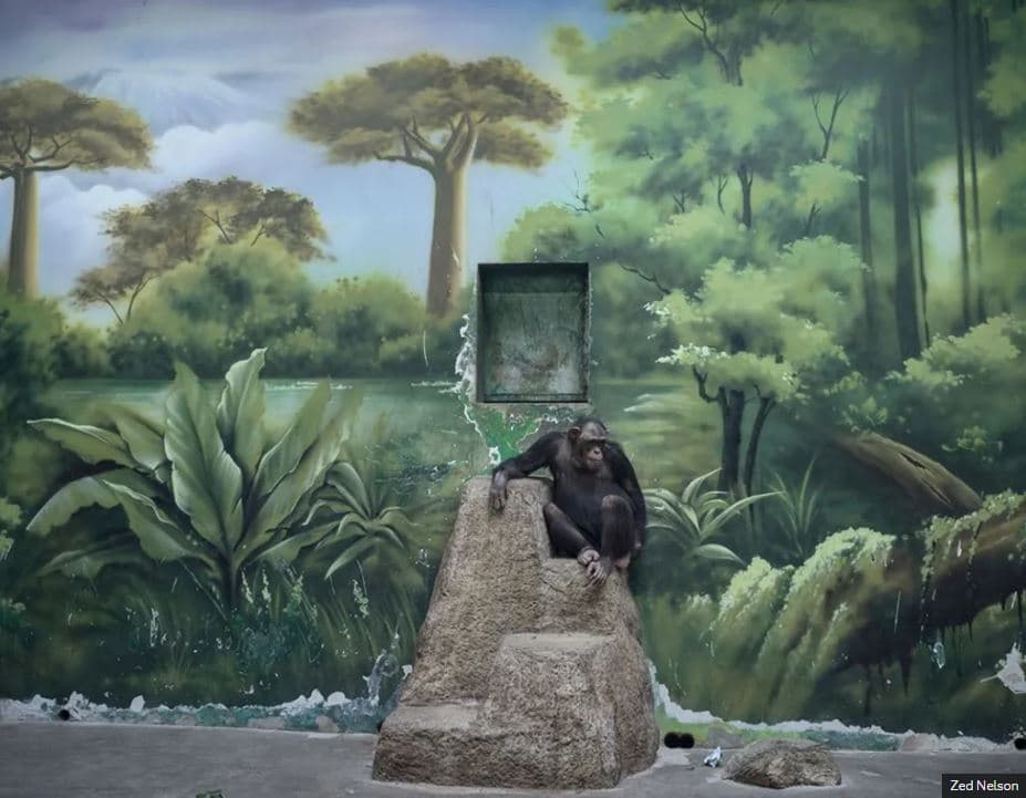 Shpallen fituesit e ‘Sony World Photography Awards 2025’