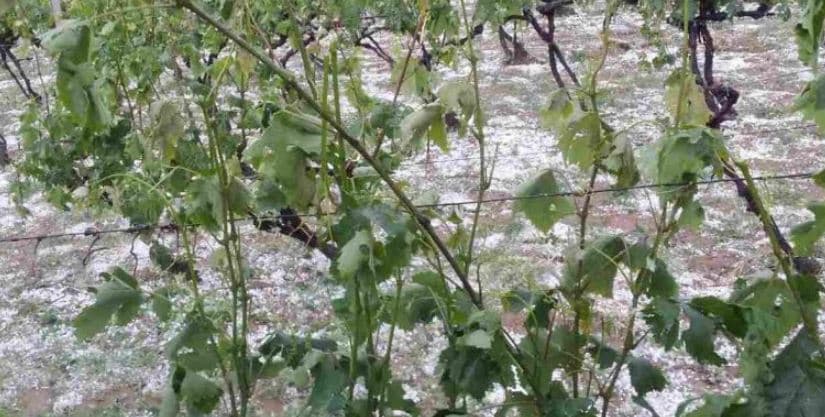 Elbasan, breshri shkakton dëme në bujqësi