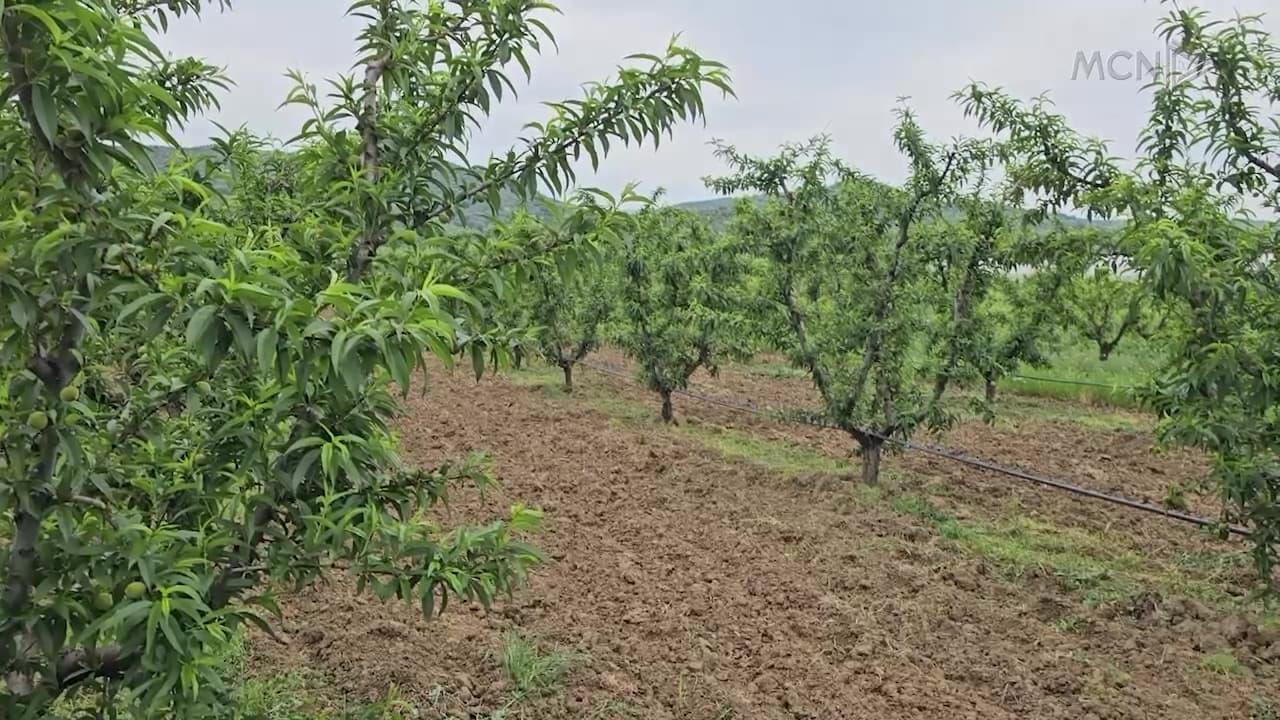 Fermerët reduktojnë pesticidet / Kërkojnë asistencë teknike dhe këshillim nga agronomë (VIDEO)
