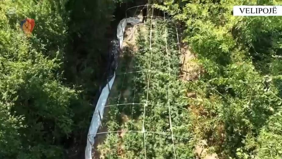 Asgjësohen 1400 bimë kanabis në Shkodër, në pranga një person