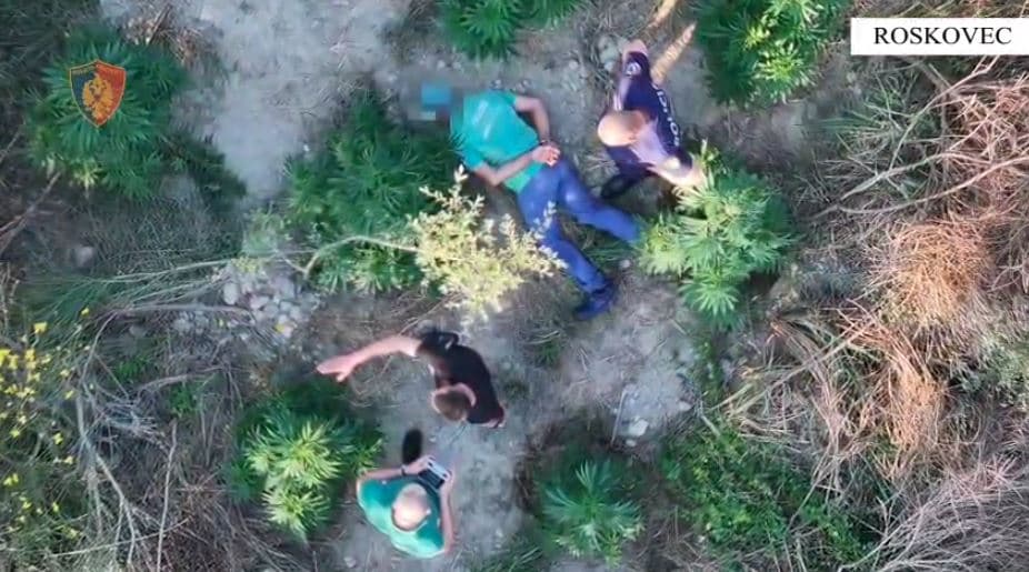 Roskovec, një person kapet në flagrancë duke u kujdesur për kanabisin e mbjellë