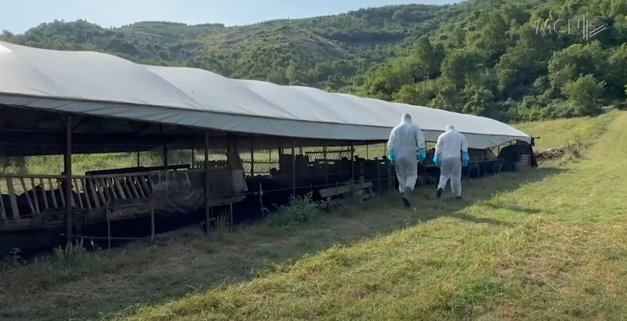Murtaja prek dhe Elbasanin/ 1.200 kafshë të asgjësuara në të gjithë vendin