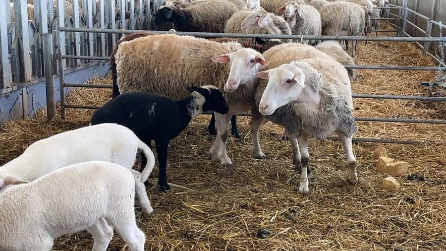 Konfirmohet vatra e parë e murtajës në qarkun e Korçës