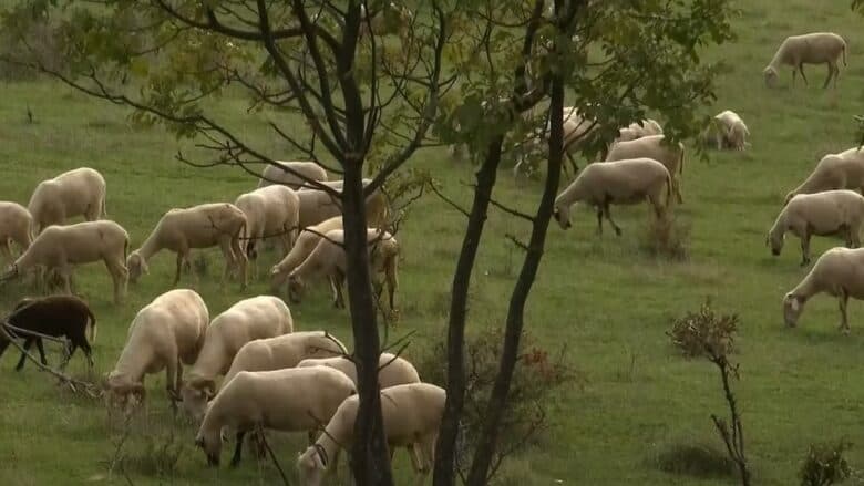 Shkak murtaja/ Kosova ndalon importin e deleve dhe dhive nga Shkodra dhe Kukësi
