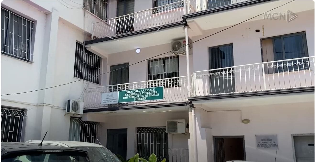 Bie murtaja e bagëtive në Shkodër. Karantinohen fermat, ndalohen lëvizjet e bagëtive