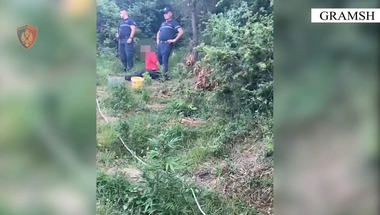 Arrestohet 63-vjeçari, në kërkim djali i tij për kultivim bimësh narkotike në Gramsh