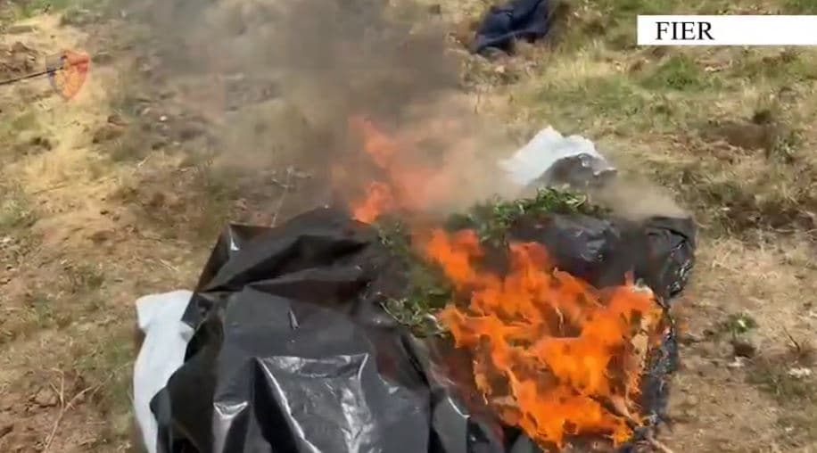 Kishte mbjellë 1000 rrënjë kanabis, arrestohet një person në Libofshë