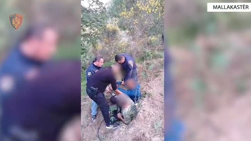 Gjenden 1881 fidanë kanabisi në fshatin Çërrilë të Mallakastrës, arrestohen dy shtetas