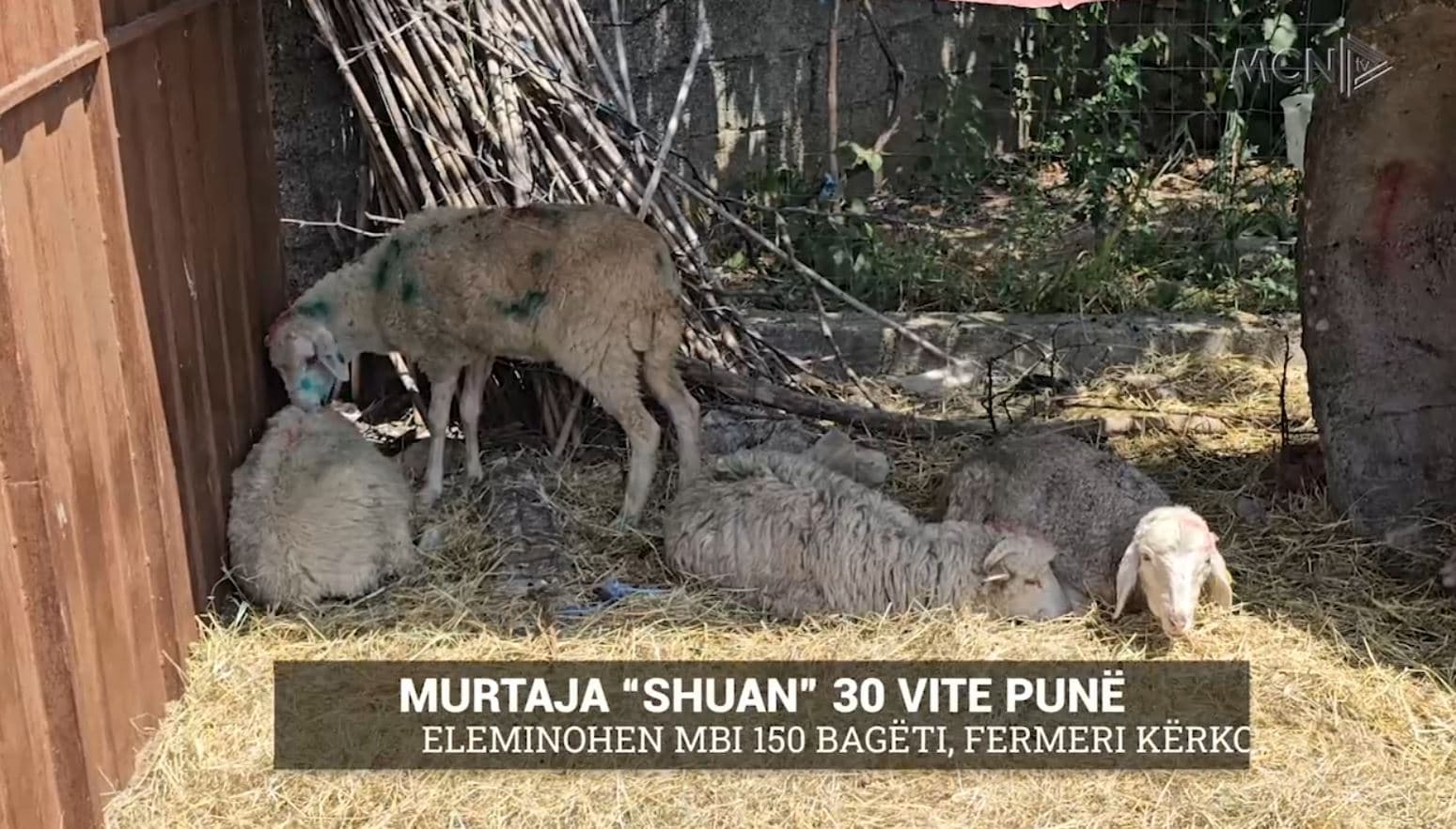 Murtaja “shuan” 30 vite punë/ Eliminohen mbi 150 bagëti, fermeri kërkon dëmshpërblim (VIDEO)