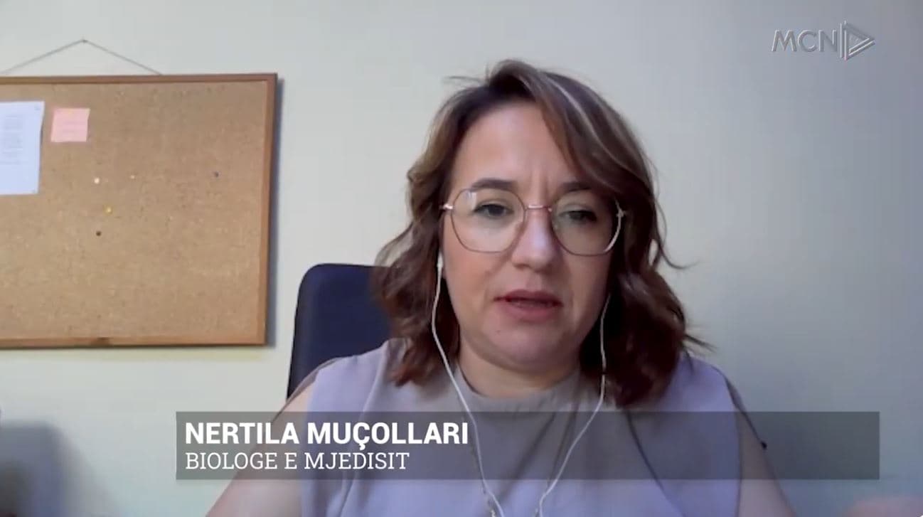 29 ditë me temperatura ekstreme/ Muçollari: Shkak, ndryshimet klimatike (VIDEO)
