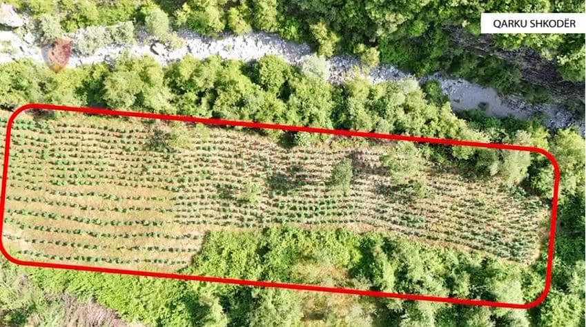   Asgjësohen mbi 12 mijë bimë kanabis në qarkun e Shkodrës, procedohen penalisht katër zyrtarë 