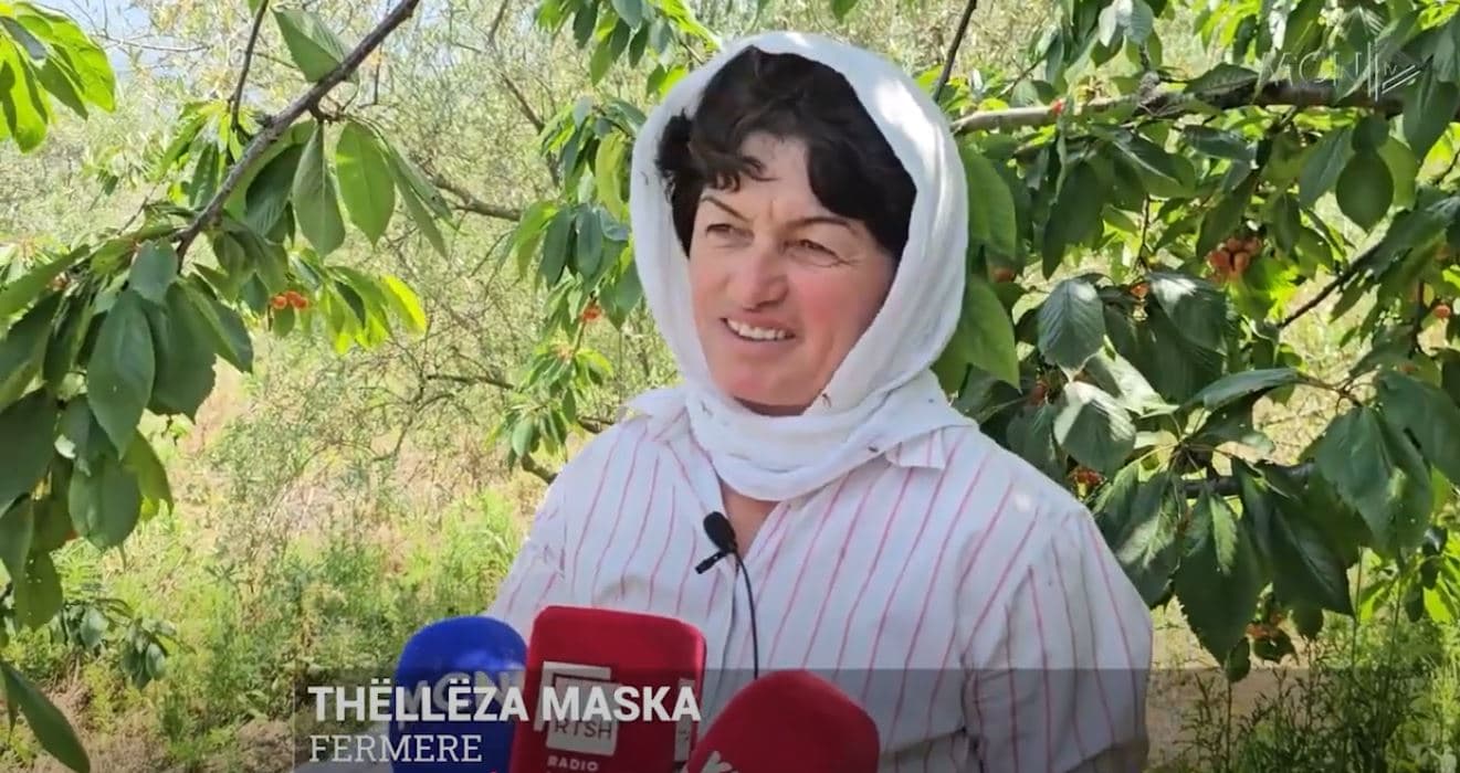 Rritet çmimi i qershisë, mungesa e punëtorëve përgjysmon prodhimin (VIDEO)