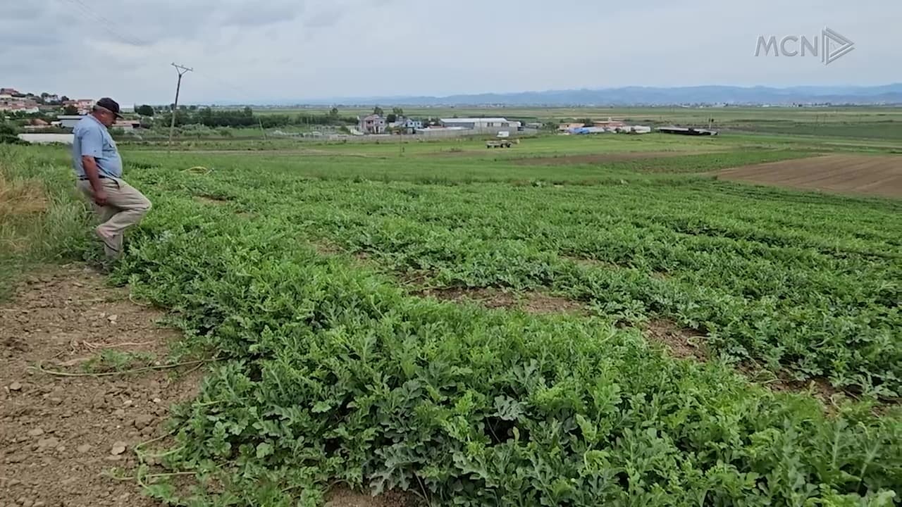 Fermerët e Divjakës mes pasigurisë për treg / “Nuk kemi kontrata, varemi nga grumbulluesit” (VIDEO)