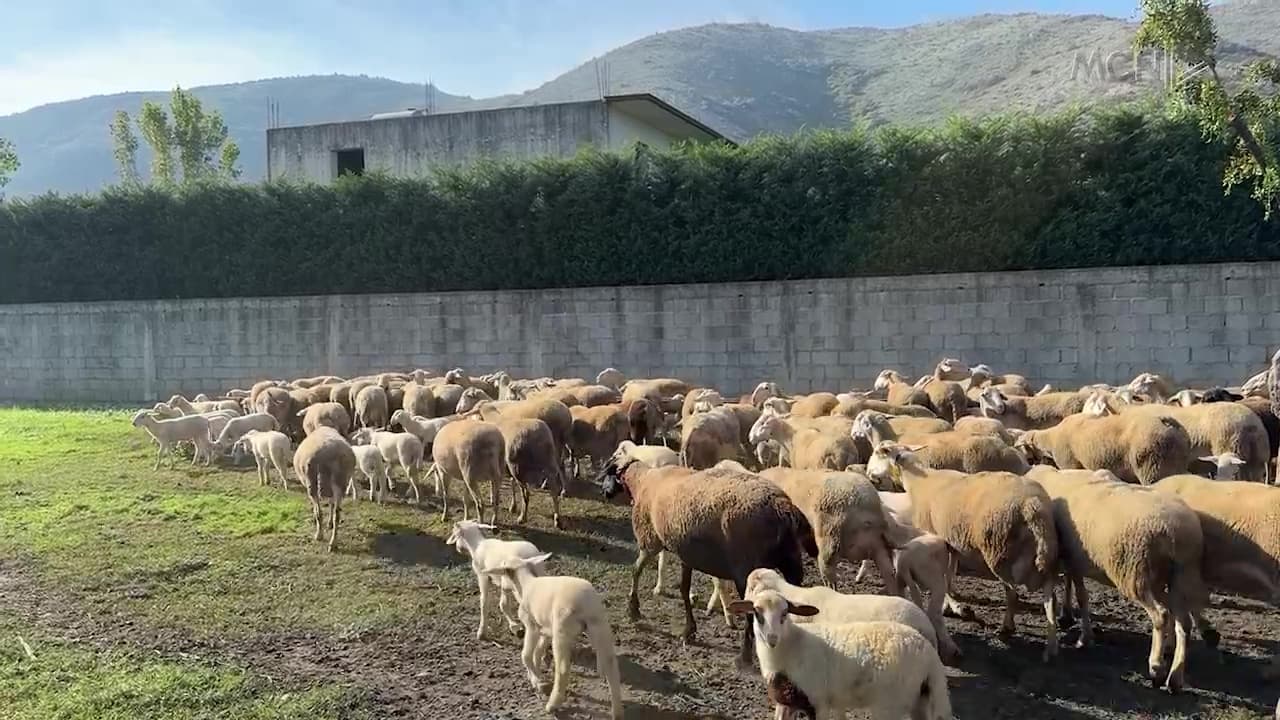Murtaja e bagëtive, izolohen fermat / Në Lezhë vendoset regjimi stallor për mbrojtjen e tufave (VIDEO)