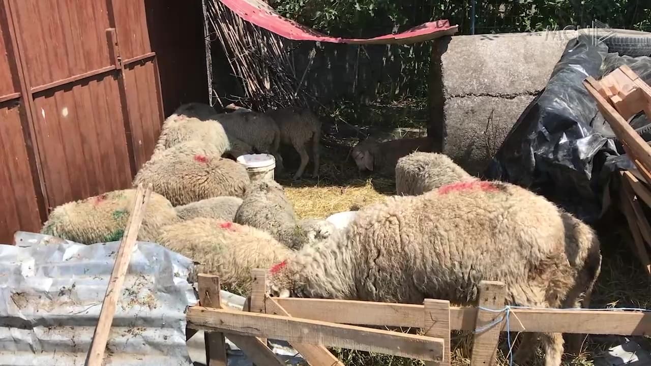 Murtaja, 280 bagëti drejt asgjësimit / Vijon të jetë aktive, vatra në Trush të Shkodrës (VIDEO)