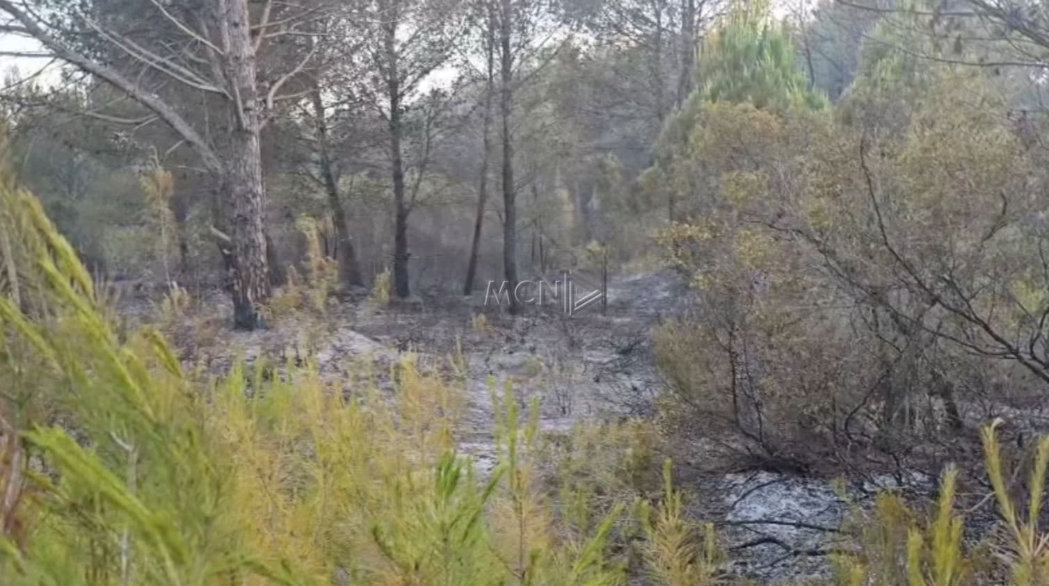 Shuhet zjarri në masivin pyjor të Darëzezës, ngrihet grupi hetimor (VIDEO)