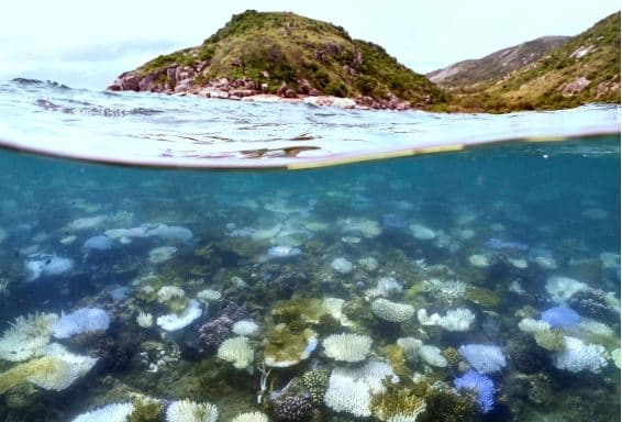 Stresi termik dëmton barrierën koralore në Australi 