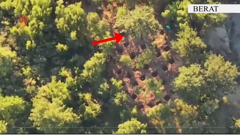 Kultivuan kanabis në Osmëzezë, arrestohen dy kushërinjtë në Berat