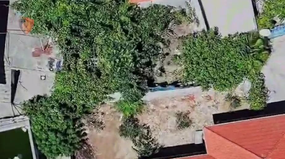 Kishte mbjellë kanabis në oborrin e banesës, arrestohet një person në Lazarat