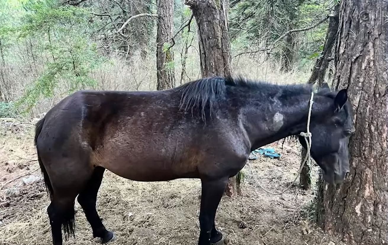 Qëllohet me çifte tufa e kuajve/ Ngjarja në Vlorë, 4 të ngordhur, disa të plagosur