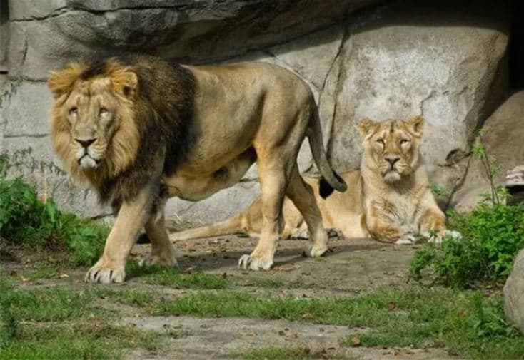 Kopshti zoologjik danez kërkon kafshë shtëpiake të padëshiruara për të ushqyer grabitqarët 