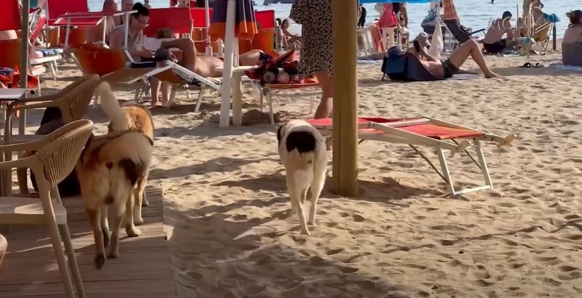 Durrës, qentë endacak mbushin plazhin/ Pushuesit e huaj dhe vendas të frikësuar (VIDEO)