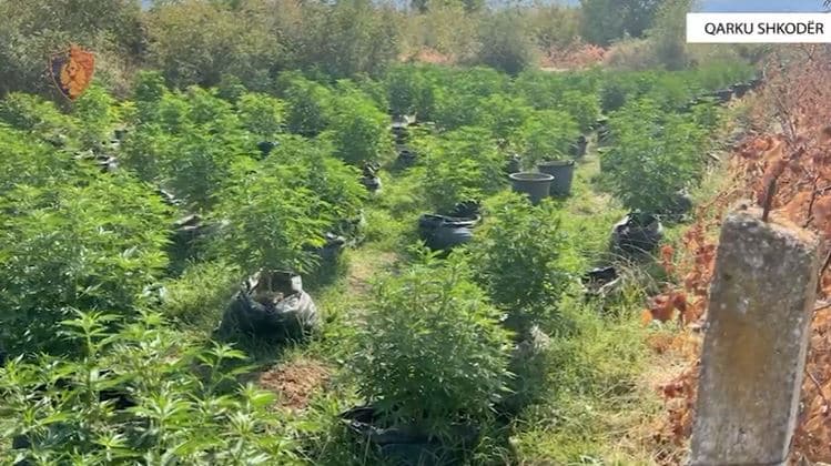 Operacion anti-kanabis në Shkodër/ Arrestohen tre persona, procedohen 3 kryetarë fshatrash (VIDEO)