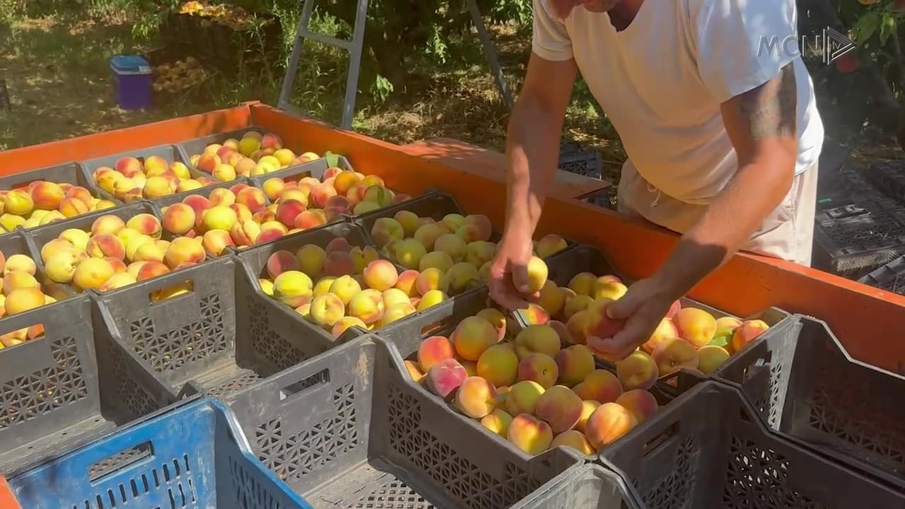Subvencionet në bujqësi, fermerët të paqartë / “Nuk dimë çfarë dokumentesh të dorëzojmë” (VIDEO)