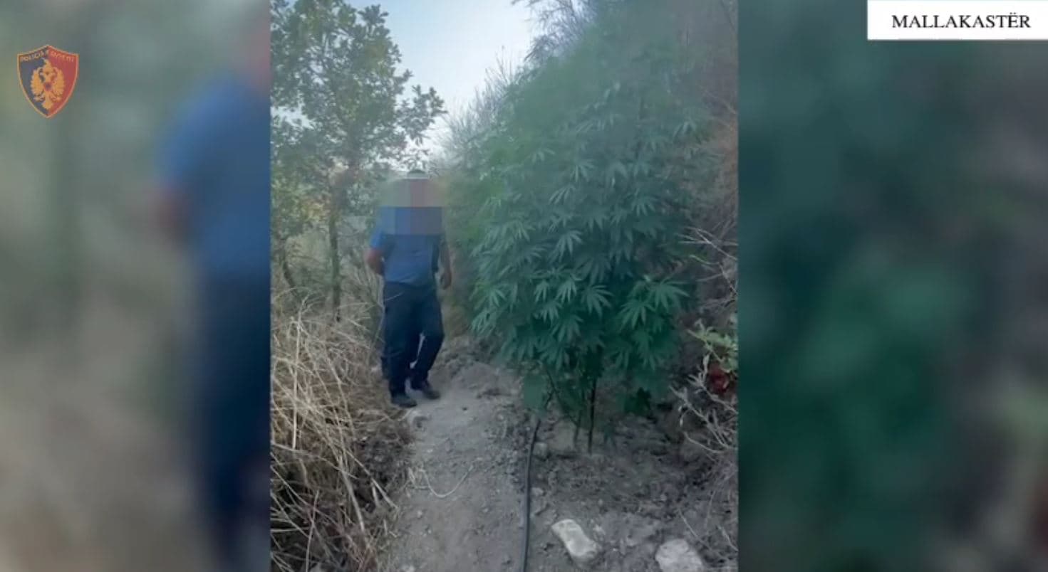 Kishte kultivuar kanabis, arrestohet 58-vjeçari në Mallakastër