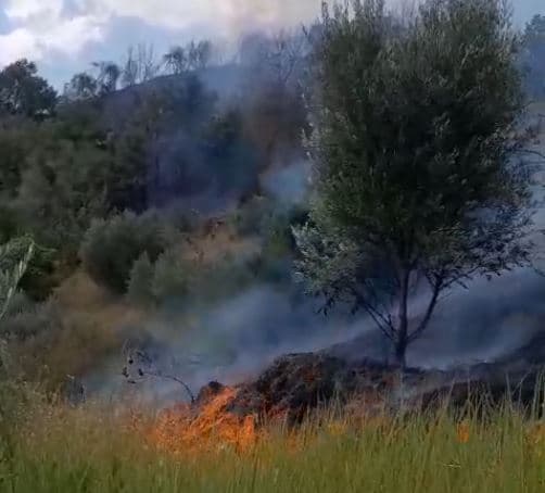 Zjarr shkrumbon ullishte dhe vreshta në Cërrik, iu afrohet zonave të banuara (VIDEO)