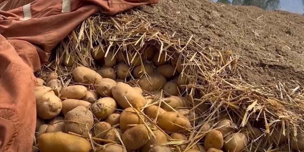“Flutura e patates” dëmton prodhimin/ Maliq, fermerët kërkojnë marrjen e masave (VIDEO)