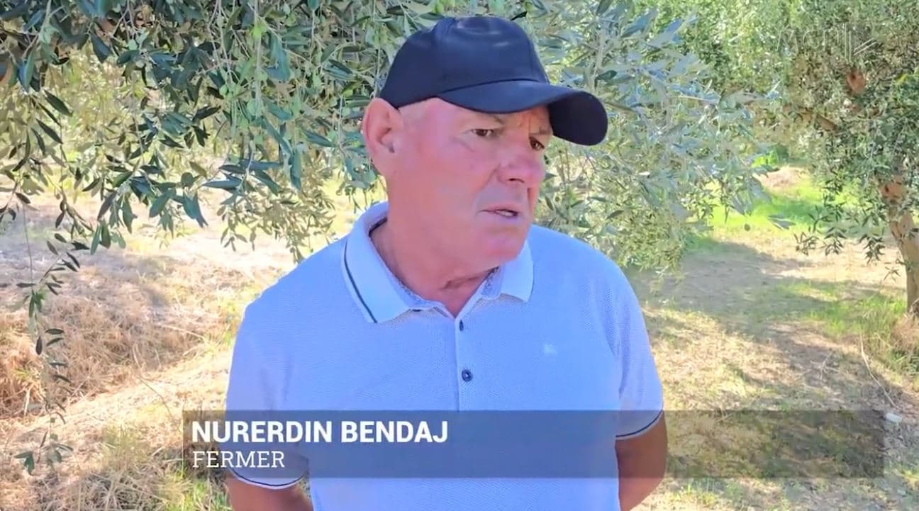   Fermerët e Vlorës, pesimistë për ullinjtë: Ky vit s’ka prodhim, pritet rritje e çmimit të vajit (VIDEO)