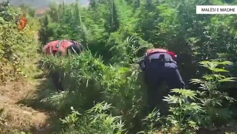 13 mijë bimë kanabis dhe mijëra kilogramë në proces tharje, 14 të arrestuar në Malësi të Madhe/ 10 në kërkim