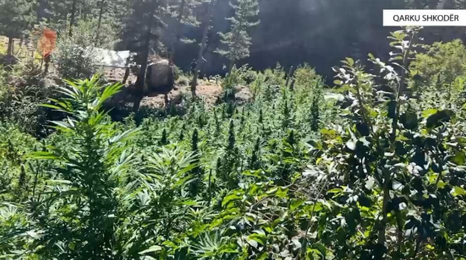 Zbulohen mbi 8 mijë bimë kanabis në Shkodër, 5 kryetarë fshatrash nën hetim 