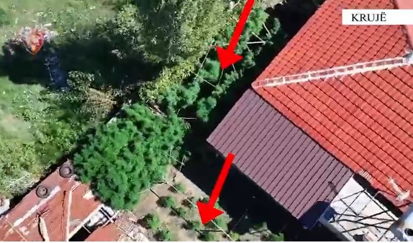Dy raste të kultivimit të kanabisit në Krujë, një i arrestuar, një tjetër në kërkim