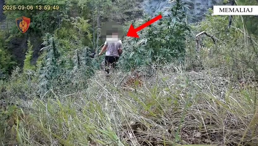     Kultivonin bimë narkotike në pyllin e fshatit Selckë e Madhe, arrestohen dy vëllezër 