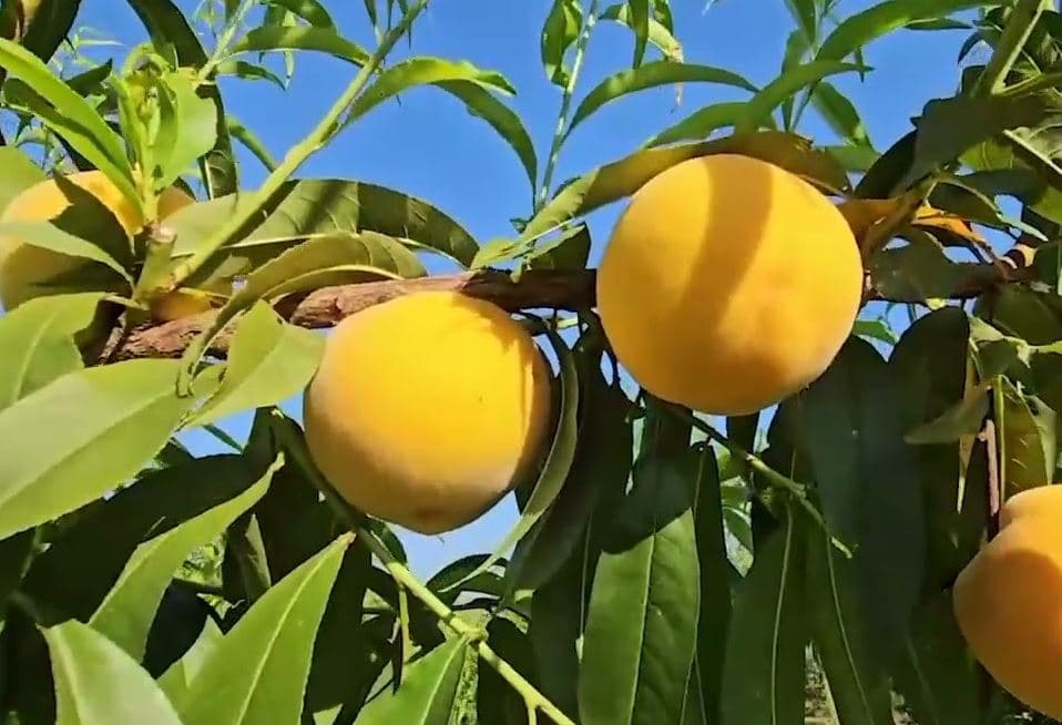 Pjeshkët me përmbajtje nikeli/ AKU: 5.5 tonë u asgjësuan në Kroaci, produkti nuk u shpërnda në tregun vendas