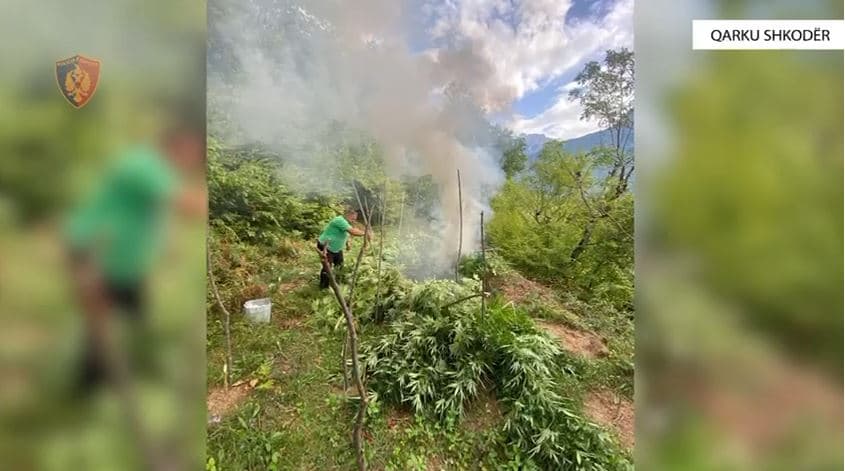 Gjenden rreth 1 mijë bimë kanabis në qarkun e Shkodrës/ 52-vjeçari shpallet në kërkim, procedohet kryetari i fshatit Ndrejaj