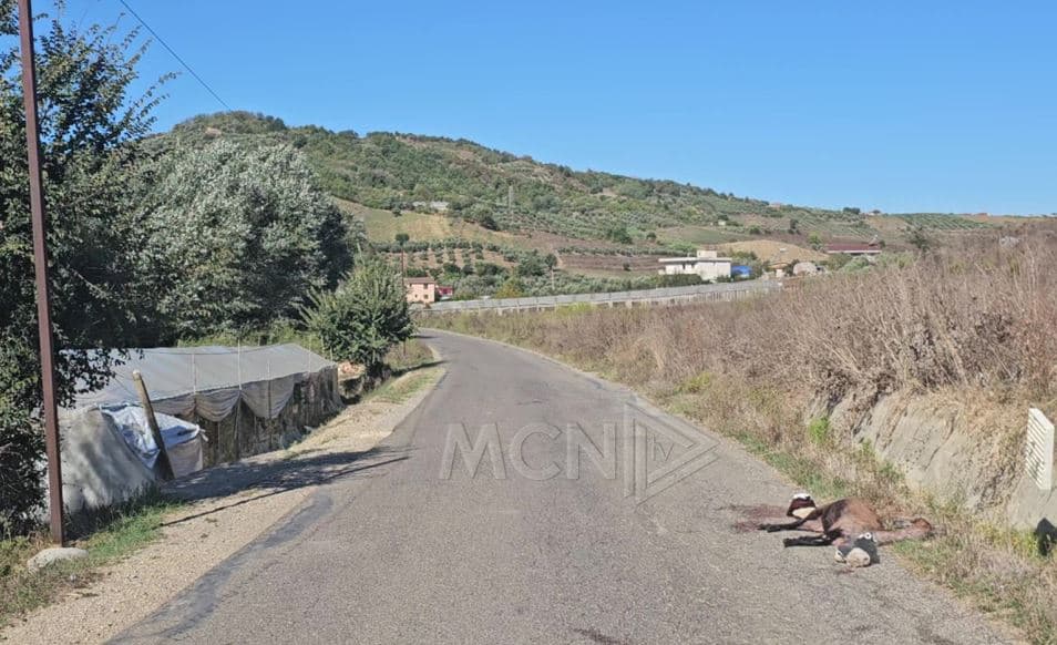   Ujku sulmon kopenë e bagëtive në Karbunarë të Vogël, mbyt 40 kokë dhi dhe dele