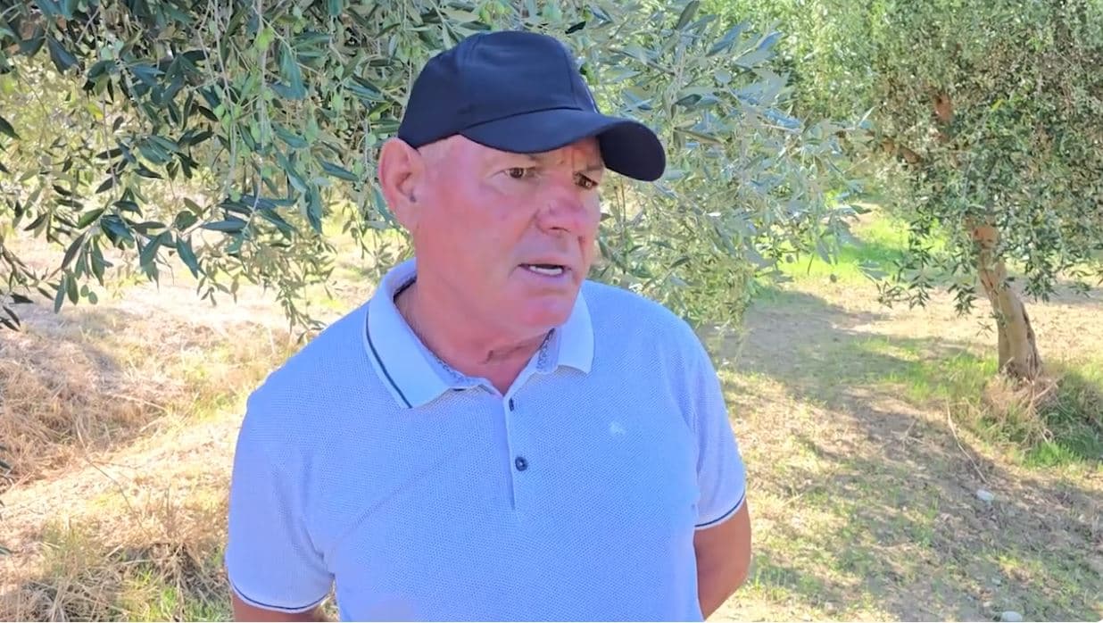 Fermerët e Vlorës, pesimistë për ullinjtë/ “Ky vit s’ka prodhim, pritet rritje e çmimit të vajit”