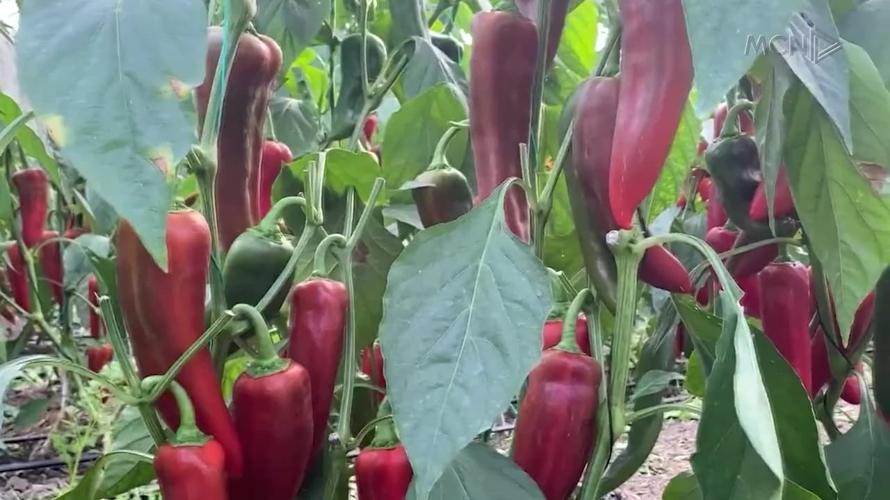Sllovenia tërheq specat shqiptarë nga tregu / Sasi të lartë pesticidesh, kompania: Mos i konsumoni! (VIDEO)
